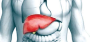Liver